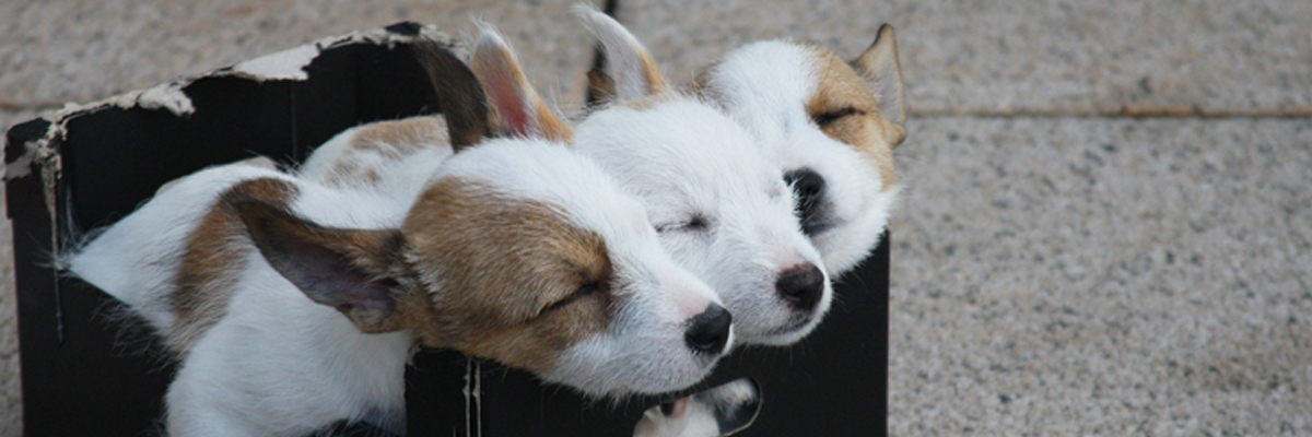 Déménager avec un chien