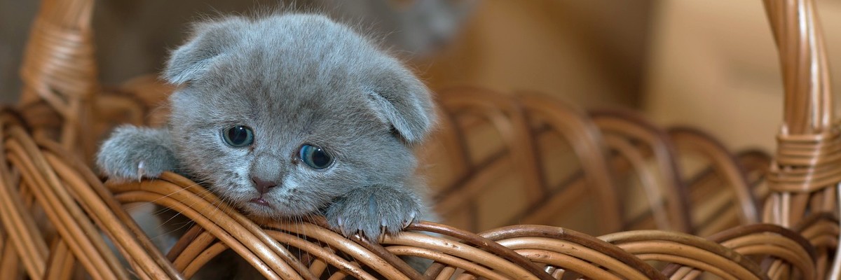 déménager avec un chat